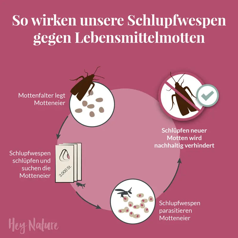 Schlupfwespen gegen Lebensmittelmotten